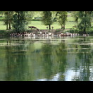 Kuh-Freibad